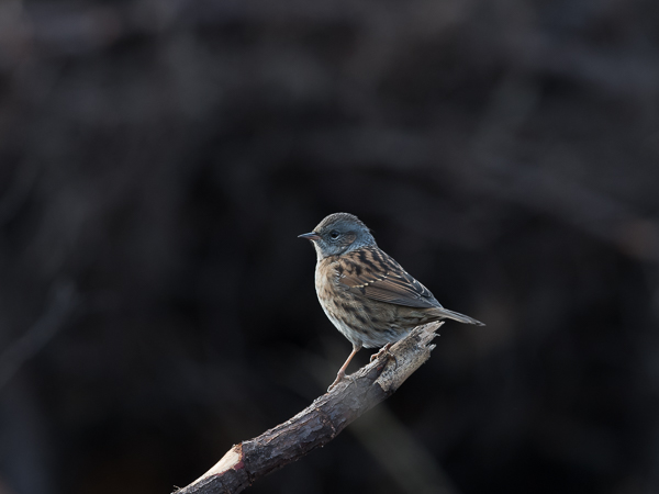 Rautiainen, Dunnock, Prunella modularis