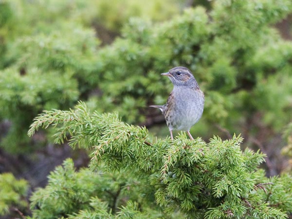 Rautiainen, Dunnock, Prunella modularis