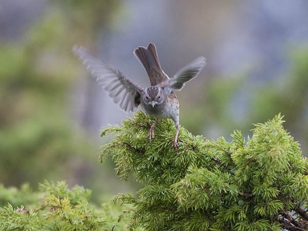 Rautiainen, Dunnock, Prunella modularis