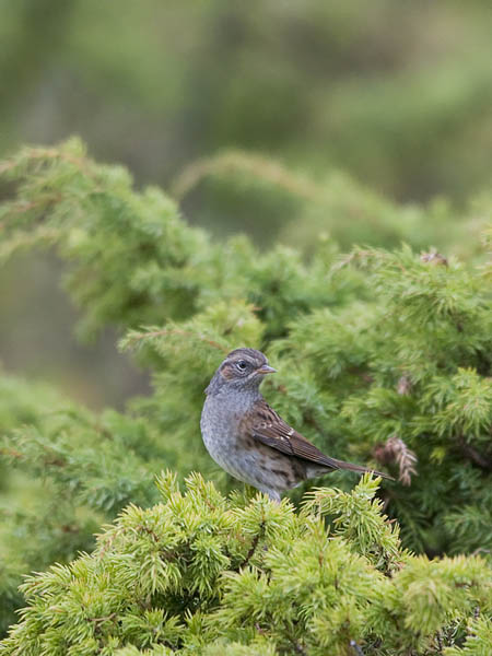 Rautiainen, Dunnock, Prunella modularis