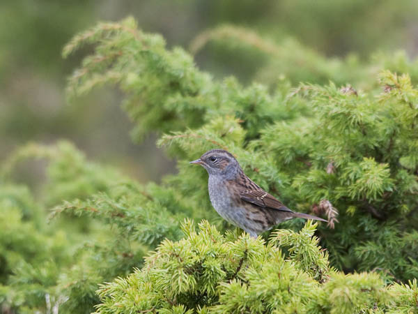 Rautiainen, Dunnock, Prunella modularis