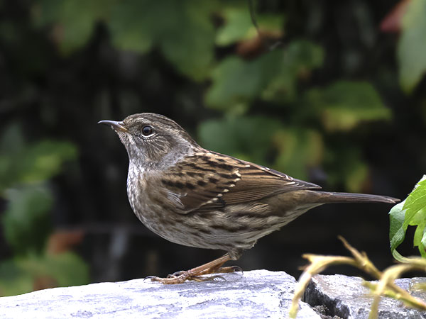 Rautiainen, Dunnock, Prunella modularis
