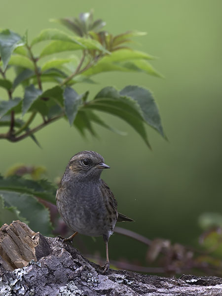 Rautiainen, Dunnock, Prunella modularis