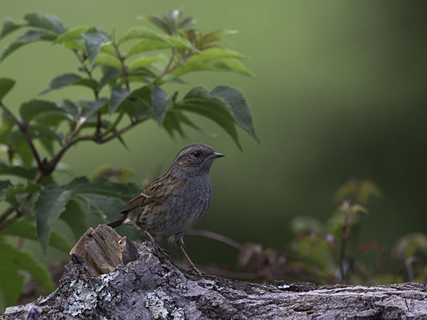 Rautiainen, Dunnock, Prunella modularis