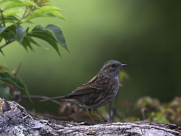Rautiainen, Dunnock, Prunella modularis