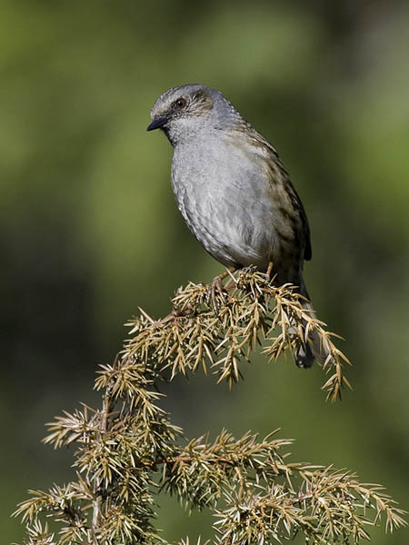 Rautiainen, Dunnock, Prunella modularis