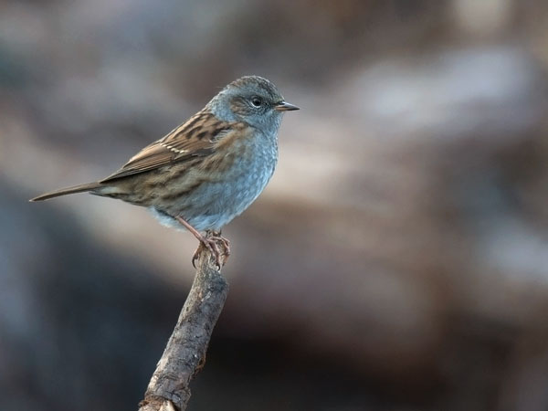 Rautiainen, Dunnock, Prunella modularis