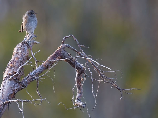 Rautiainen, Dunnock, Prunella modularis