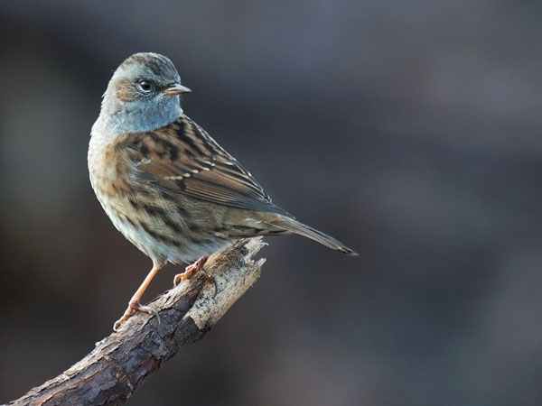 Rautiainen, Dunnock, Prunella modularis