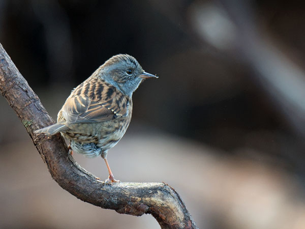 Rautiainen, Dunnock, Prunella modularis