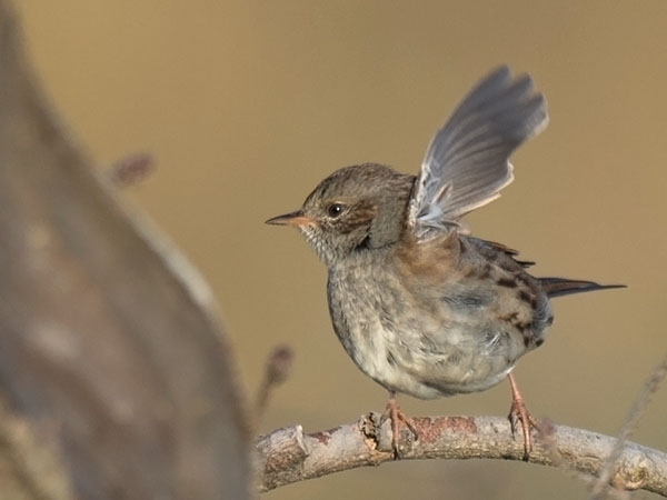 Rautiainen, Dunnock, Prunella modularis
