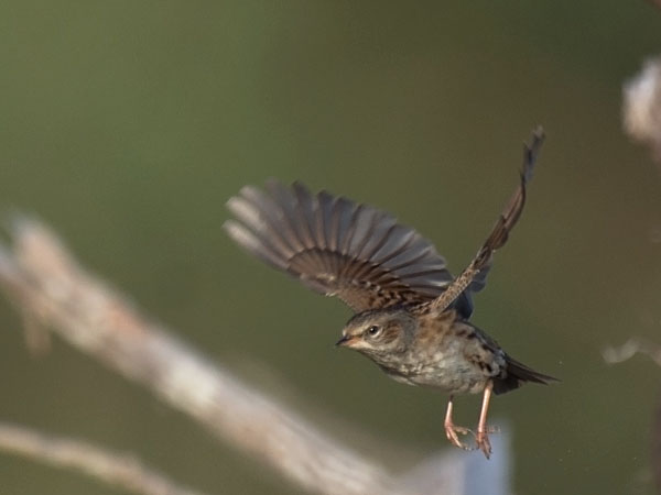 Rautiainen, Dunnock, Prunella modularis