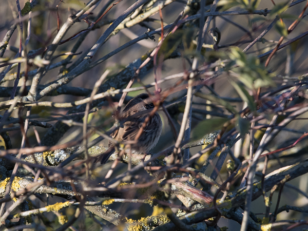 Taigarautiainen, Siberian Accentor, Prunella montanella