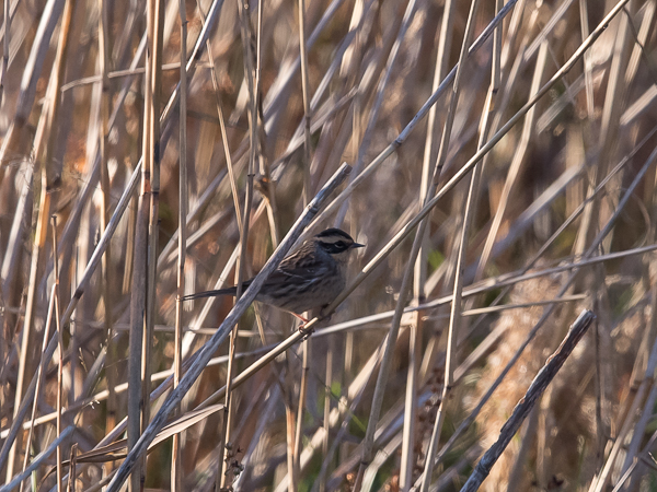 Taigarautiainen, Siberian Accentor, Prunella montanella