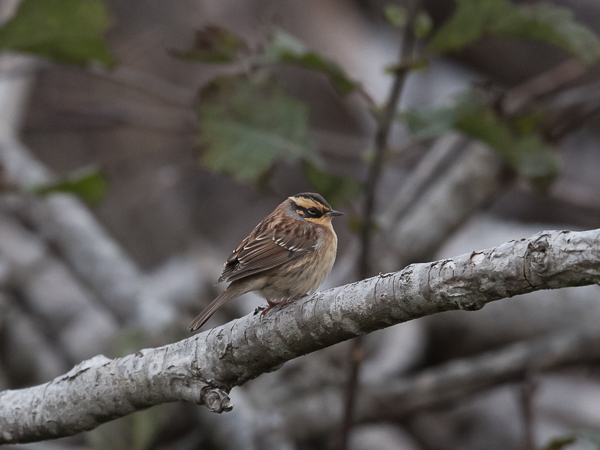 Taigarautiainen, Siberian Accentor, Prunella montanella