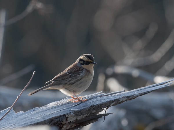 Taigarautiainen, Siberian Accentor, Prunella montanella