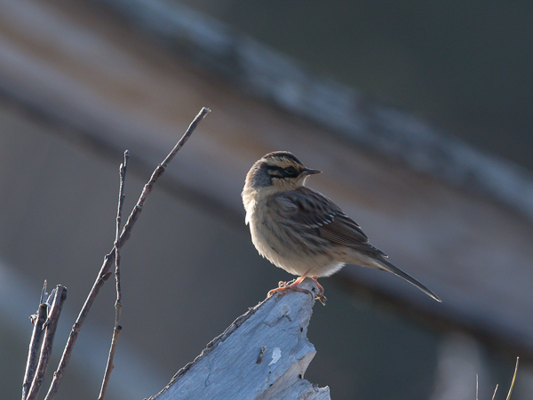 Taigarautiainen, Siberian Accentor, Prunella montanella