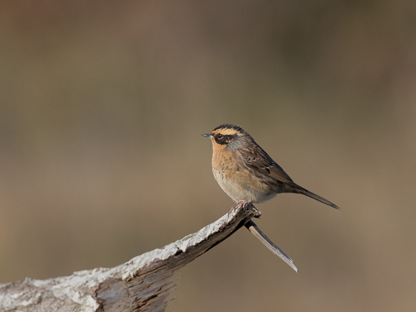 Taigarautiainen, Siberian Accentor, Prunella montanella