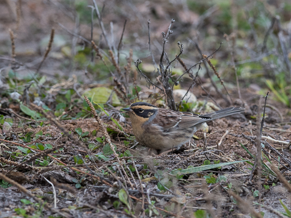 Taigarautiainen, Siberian Accentor, Prunella montanella