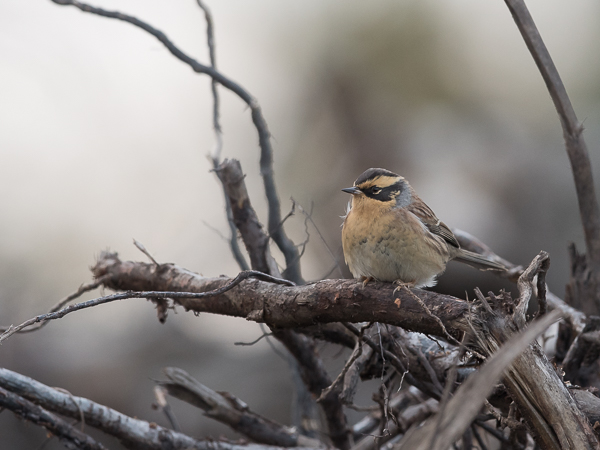 Taigarautiainen, Siberian Accentor, Prunella montanella