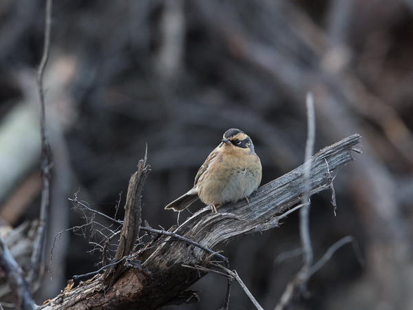 Taigarautiainen, Siberian Accentor, Prunella montanella