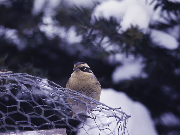 Taigarautiainen, Siberian Accentor, Prunella montanella
