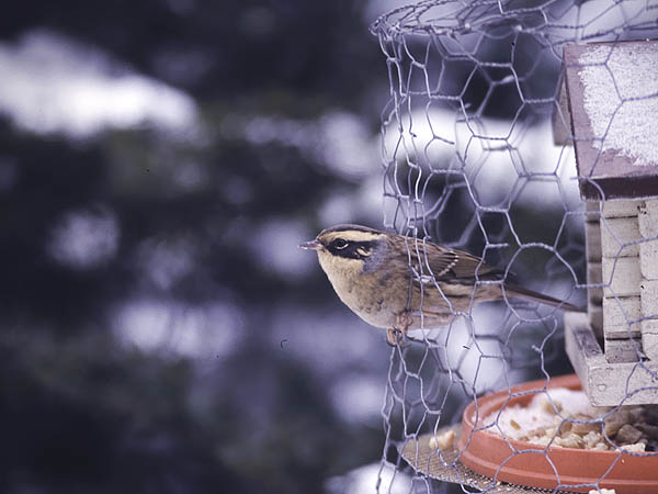 Taigarautiainen, Siberian Accentor, Prunella montanella