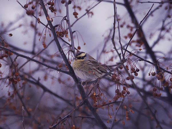 Taigarautiainen, Siberian Accentor, Prunella montanella