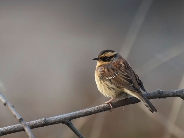 Taigarautiainen, Siberian Accentor, Prunella montanella
