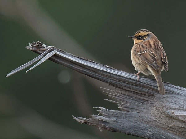 Taigarautiainen, Siberian Accentor, Prunella montanella