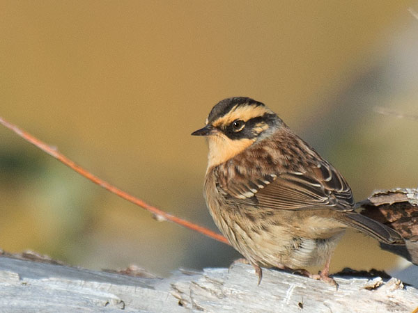 Taigarautiainen, Siberian Accentor, Prunella montanella