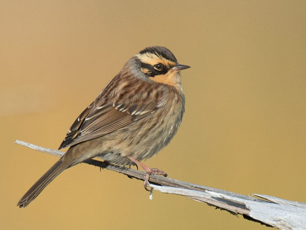 Taigarautiainen, Siberian Accentor, Prunella montanella