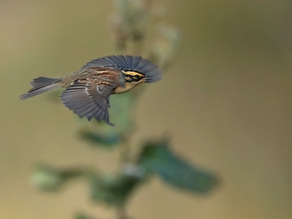 Taigarautiainen, Siberian Accentor, Prunella montanella