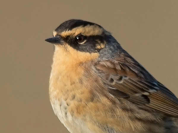 Taigarautiainen, Siberian Accentor, Prunella montanella
