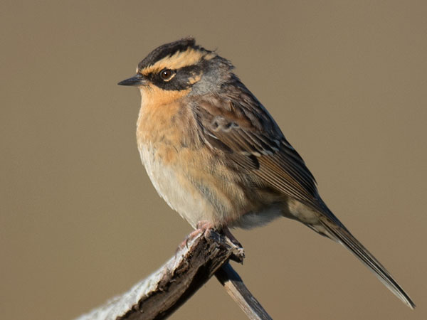 Taigarautiainen, Siberian Accentor, Prunella montanella