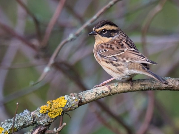 Taigarautiainen, Siberian Accentor, Prunella montanella