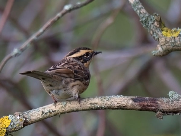Taigarautiainen, Siberian Accentor, Prunella montanella