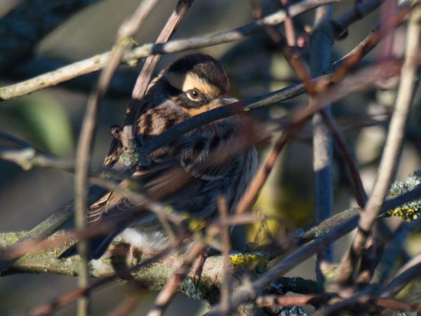 Taigarautiainen, Siberian Accentor, Prunella montanella