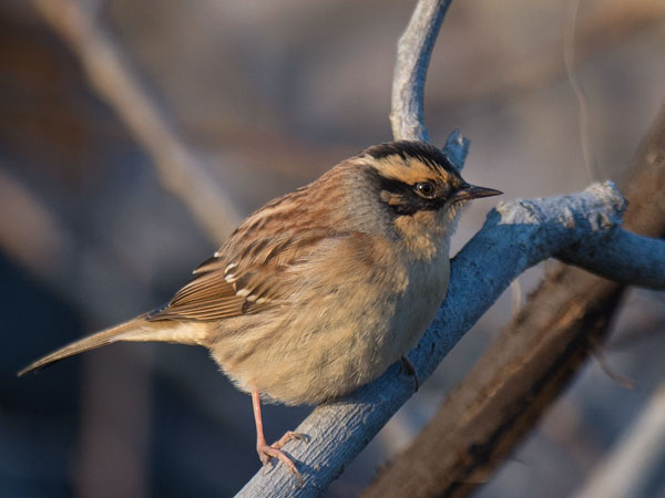 Taigarautiainen, Siberian Accentor, Prunella montanella