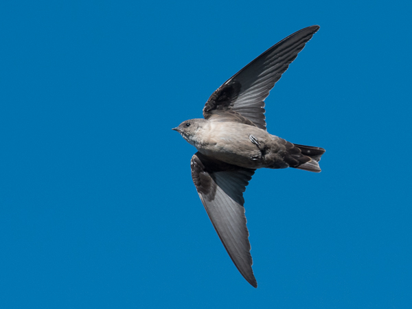 Kalliopääsky, Eurasian Crag Martin, Ptyonoprogne rupestris