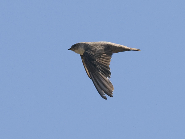 Kalliopääsky, Eurasian Crag Martin, Ptyonoprogne rupestris