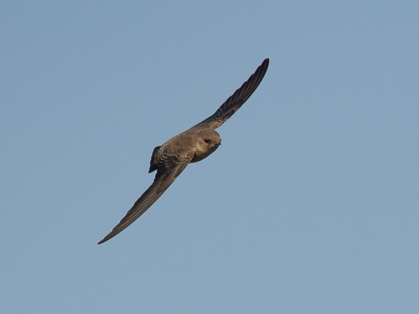 Kalliopääsky, Eurasian Crag Martin, Ptyonoprogne rupestris