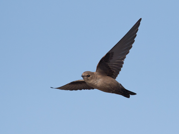 Kalliopääsky, Eurasian Crag Martin, Ptyonoprogne rupestris