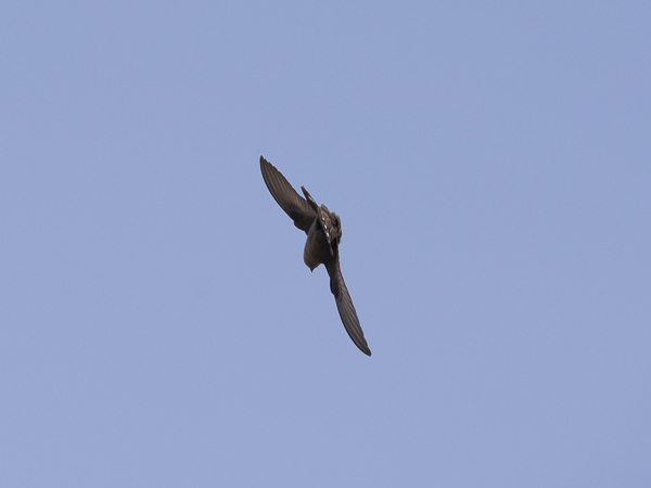 Kalliopääsky, Eurasian Crag Martin, Ptyonoprogne rupestris