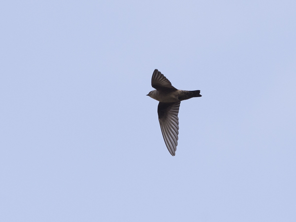 Kalliopääsky, Eurasian Crag Martin, Ptyonoprogne rupestris
