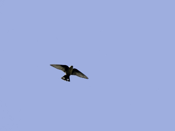 Kalliopääsky, Eurasian Crag Martin, Ptyonoprogne rupestris