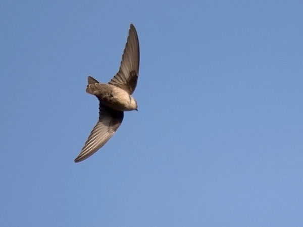 Kalliopääsky, Eurasian Crag Martin, Ptyonoprogne rupestris