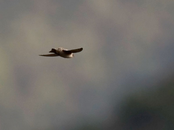 Kalliopääsky, Eurasian Crag Martin, Ptyonoprogne rupestris