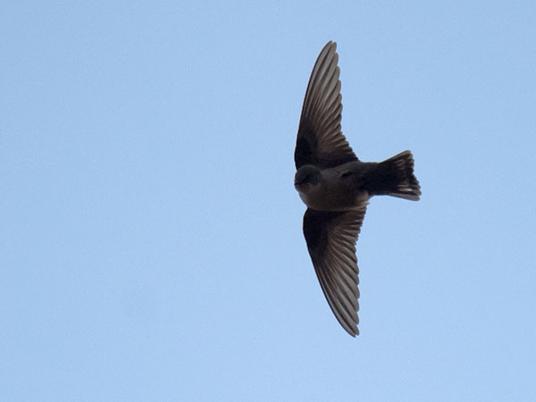 Kalliopääsky, Eurasian Crag Martin, Ptyonoprogne rupestris
