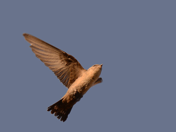 Kalliopääsky, Eurasian Crag Martin, Ptyonoprogne rupestris